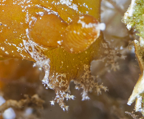 Plocamopherus cf. imperialis: papillae detail