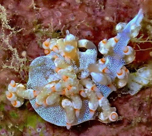 Samla bicolor: very heavily spotted