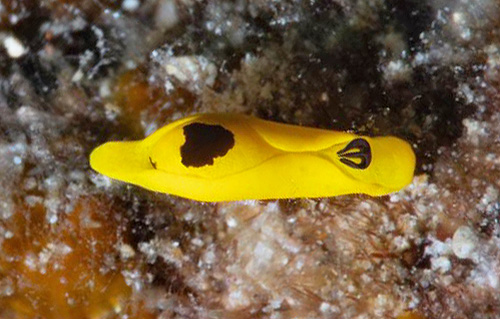 Siphopteron flavum: siphon interior