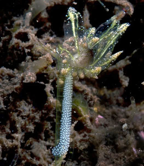 Stiliger sp. #6: probable egg mass, larger