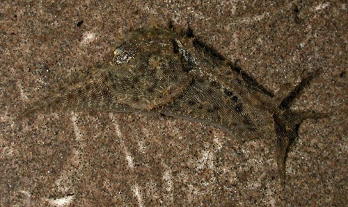 Stylocheilus striatus