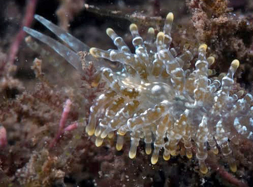Tenellia lugubris: mottled, younger