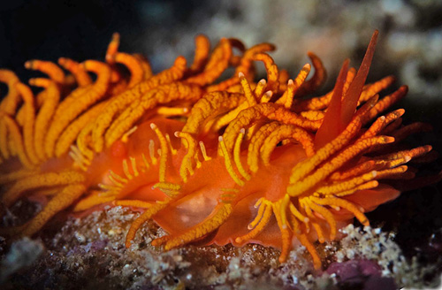 Tenellia melanobrachia: regenerating
