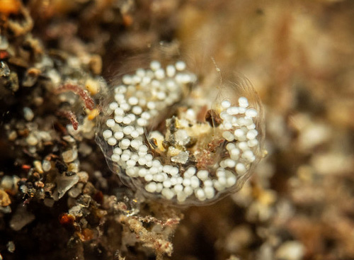 Tenellia nakapila: close-up of egg mass