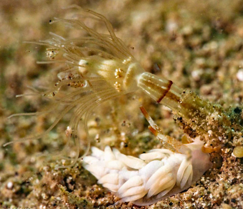 Tenellia nakapila: feeding