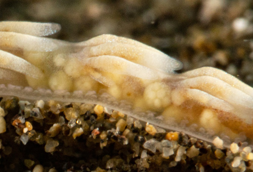 Tenellia nakapila: developing eggs, detail