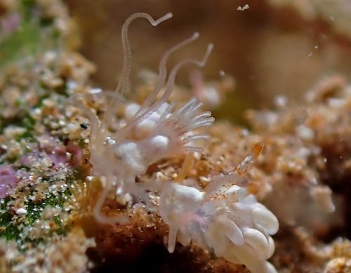 Tenellia nakapila: pair feeding