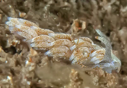 Tenellia nakapila: reduced pigment