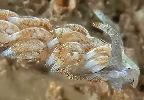 Tenellia nakapila: reduced pigment, detail