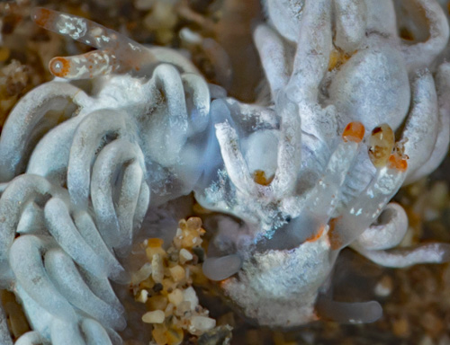 Tenellia sp. #11: mating, detail