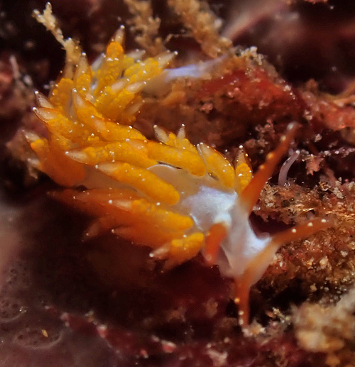 Tenellia sp. #12: 2nd animal