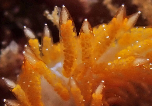 Tenellia sp. #12: cerata detail