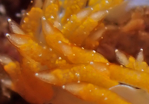 Tenellia sp. #12: cerata detail