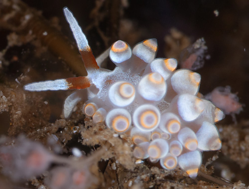 Tenellia sp. #25: contracted rhinophores