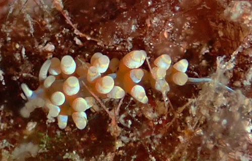 Tenellia sp. #25: faint bands