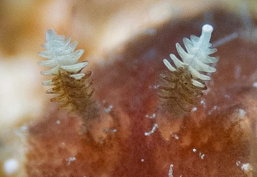 Thordisa albomacula: rhinophores