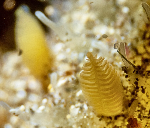 Thordisa sp. #5: rhinophores, detail